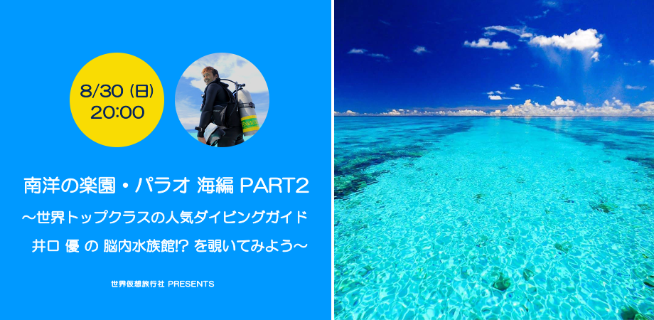 パラオ直接買付 天然ホラガイ (法螺貝) 南洋の楽園・パラオ 海編