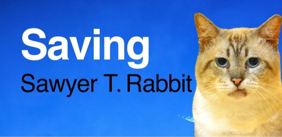 Documentary screening: Saving Sawyer T, Rabbit 2pm | Peatix