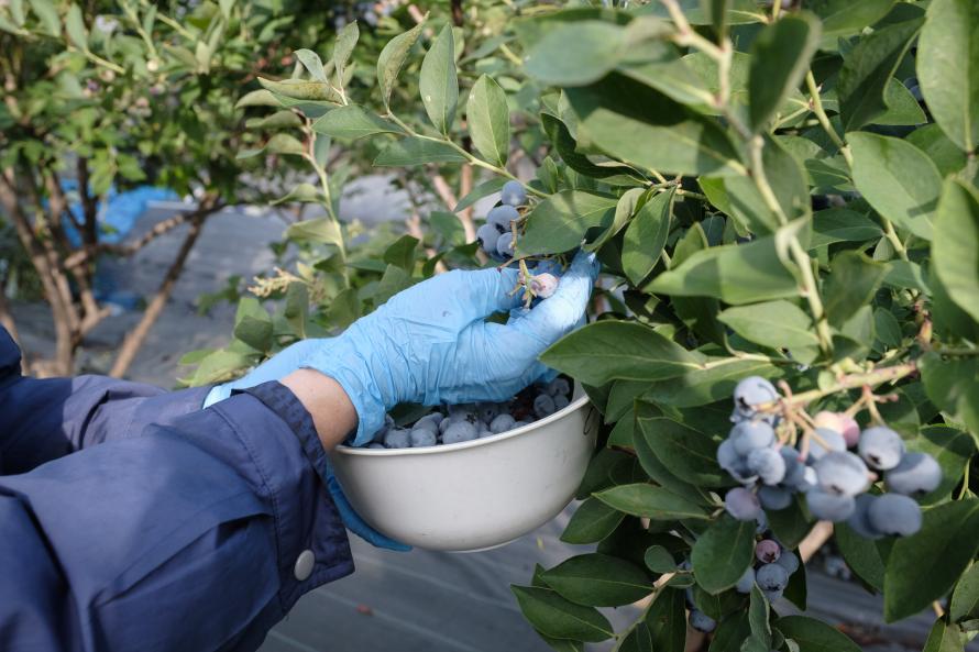中村園のブルーベリー摘みとり体験 in東京 - パスマーケット
