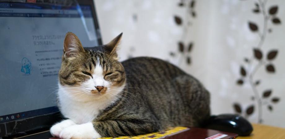 上映『アベセデール：A〜E』（ジル・ドゥルーズを観る