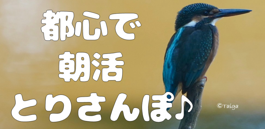 【2/9(月)】都心で朝活とりさんぽ♪ 皇居で散歩しながら鳥の観察会