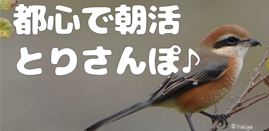 【2/16(月)】都心で朝活とりさんぽ♪ 皇居で散歩しながら鳥の観察会