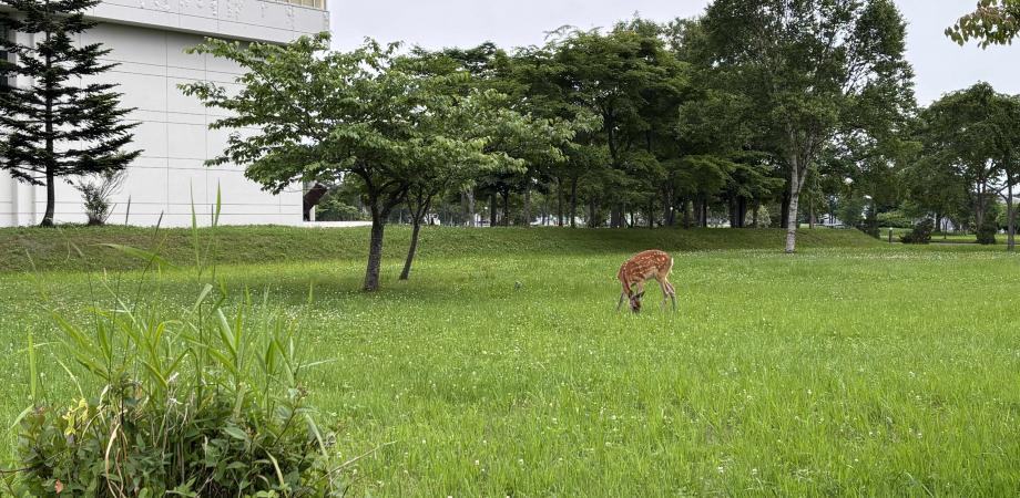 第33回キャリア・コロッキアム(主催:キャリア権推進ネットワーク)