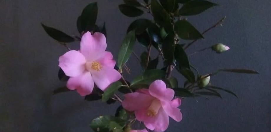 6/27(土)10時の回🌱いけばな“小原流”体験ワークショップ