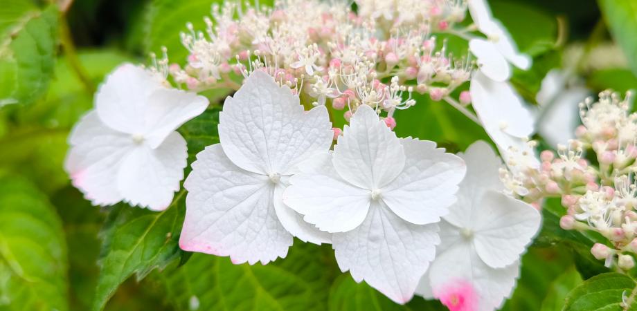 いまさら聞けない年金講座～その14～ 離婚時の年金分割