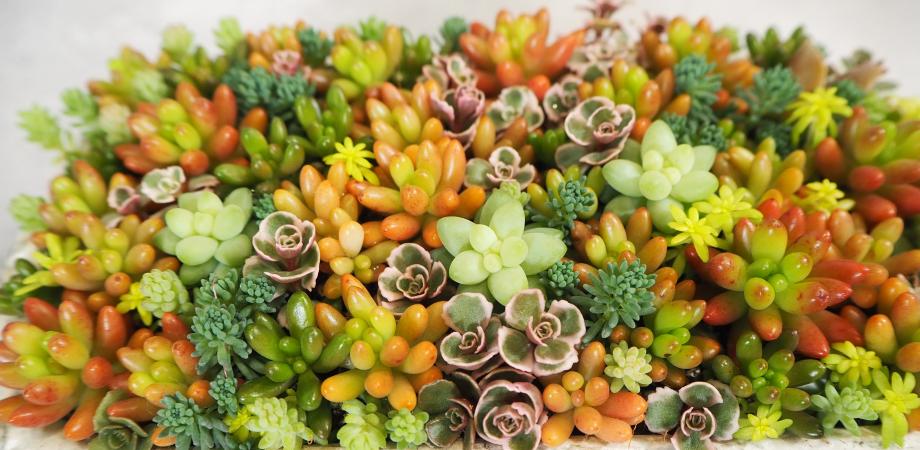 6月13日(土)13:30の回ギュギュッと!多肉植物の寄せ植えワークショップ