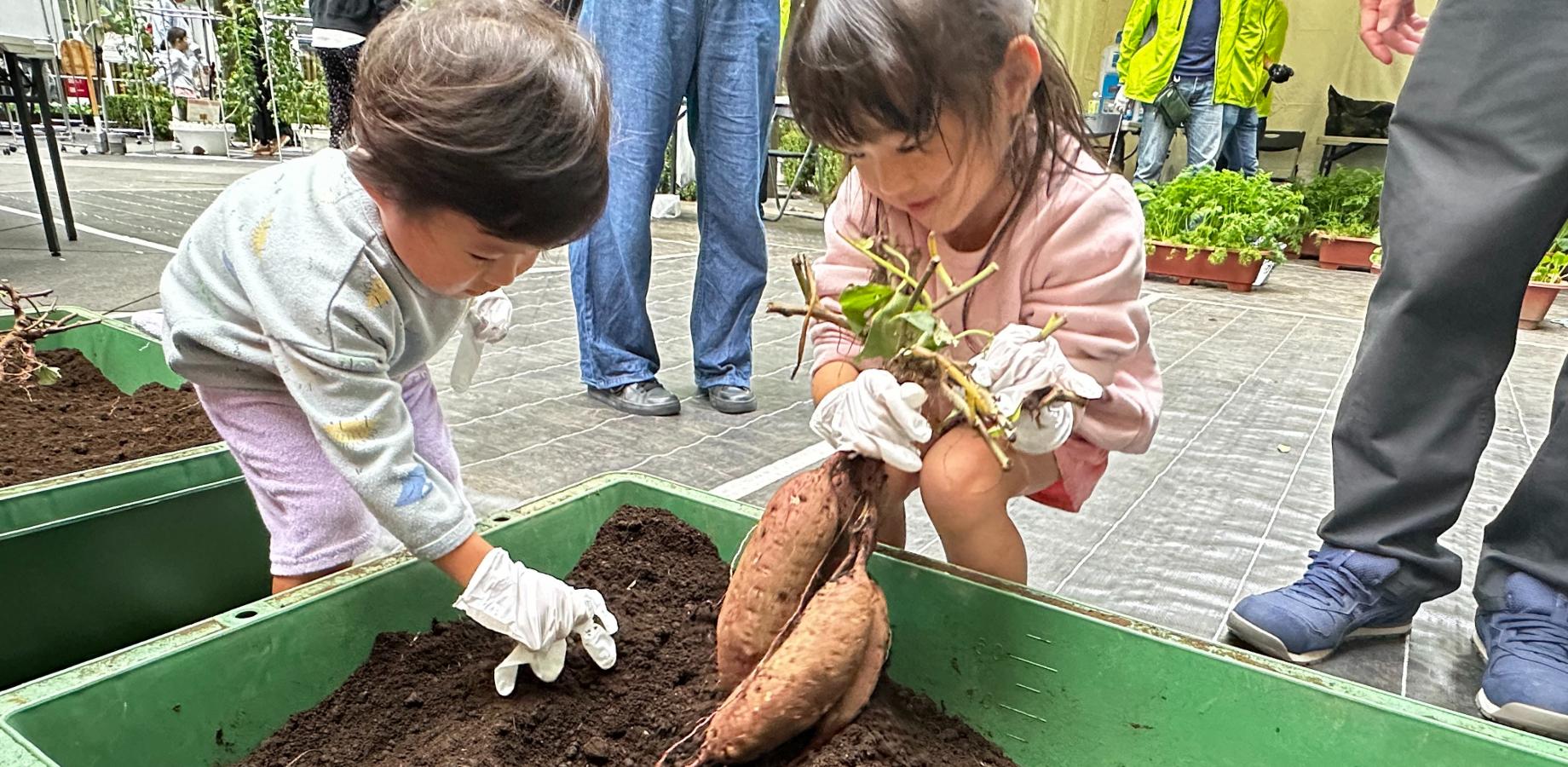 【東京味わいフェスタ2026】東京農業の魅力を発信する”東京やさい畑”で収穫体験