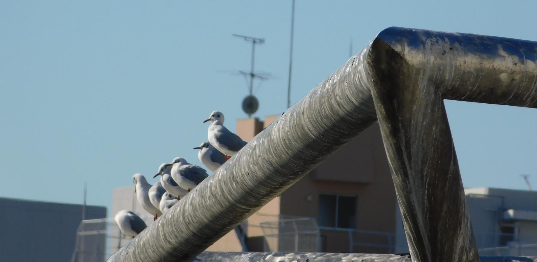 No24_隅田川バードウォッチング教室 ~水辺の野鳥を探してみよう~