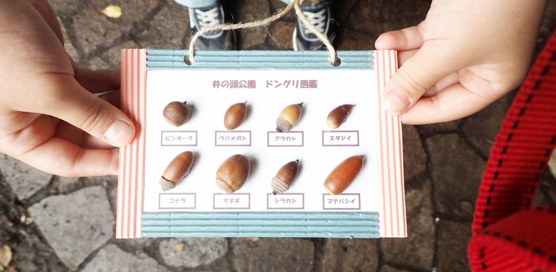 No30_親子でドングリ探検！井の頭公園でドングリ博士になろう
