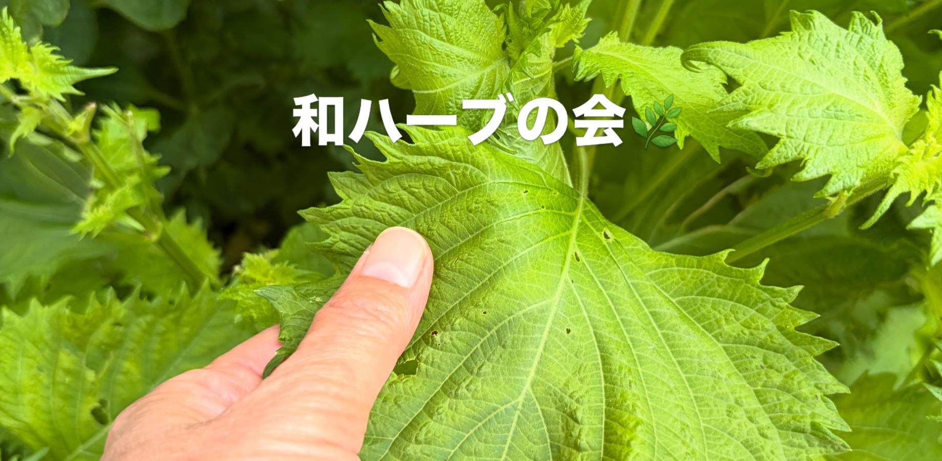和ハーブの会「青じそ、薬味だけで終わらせていませんか？」