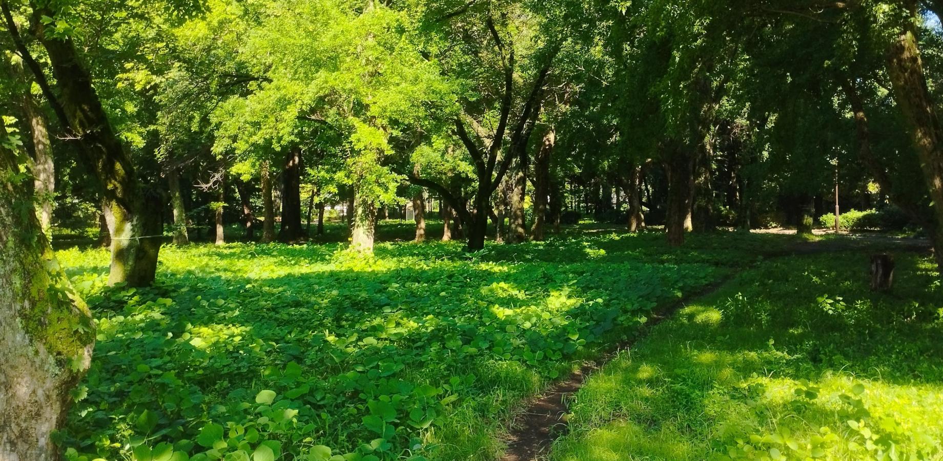 [3 Spots Left] Qigong and Healing Hands Workshop 2026/9/26 in Kanda