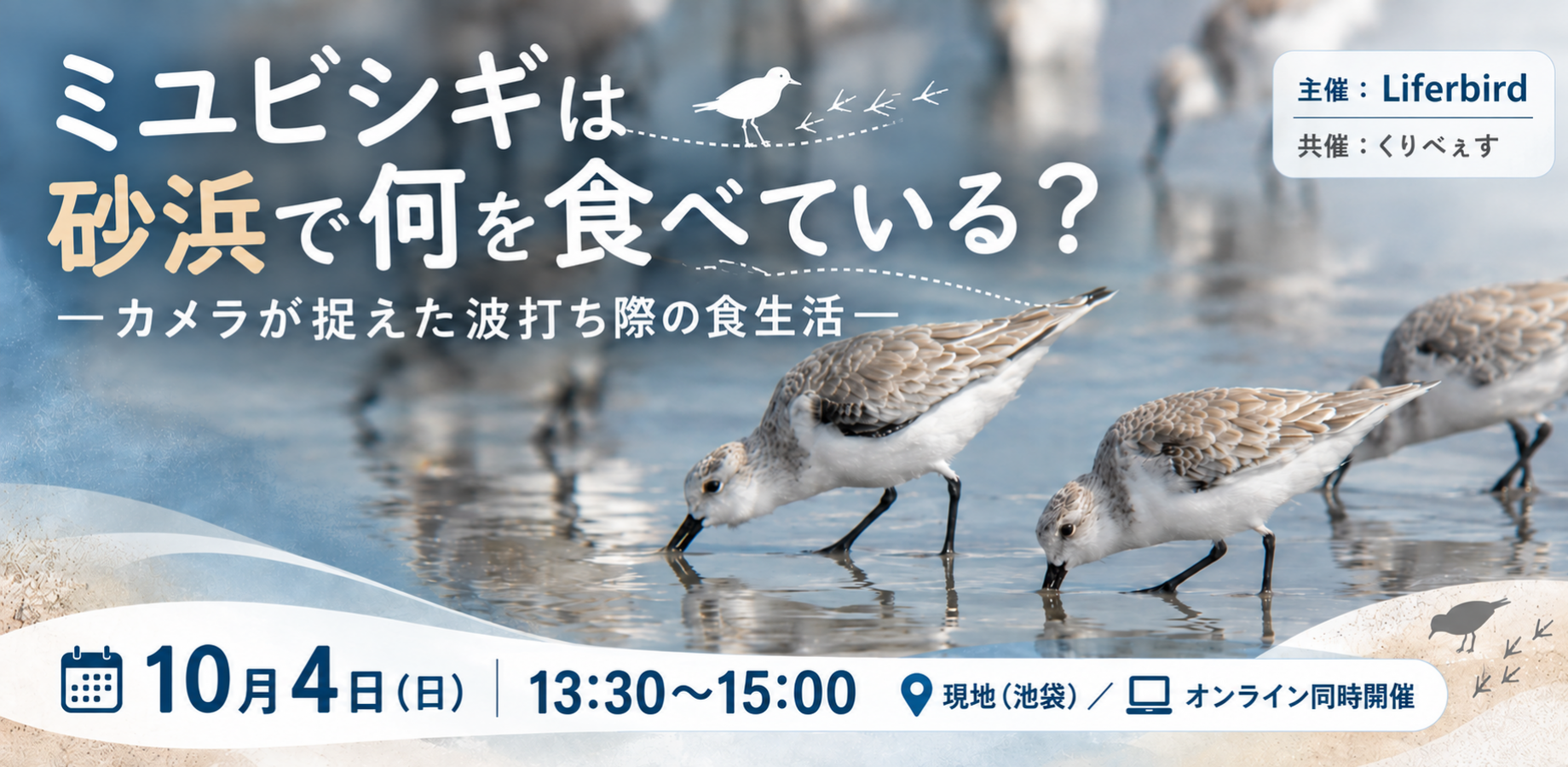 【10/4(日)13:30〜現地/オンライン同時開催】「ミユビシギは砂浜で何を食べている？―カメラが捉えた波打ち際の食生活―」トークイベント