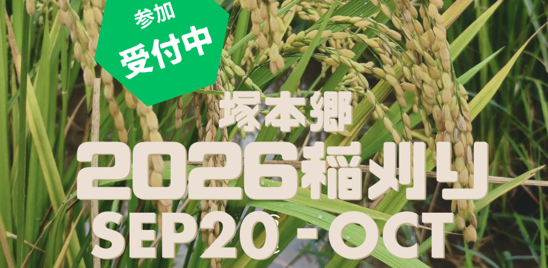 無農薬・無肥料田んぼで稲刈り：塚本郷・田んぼ＆里山体験シリーズ2026