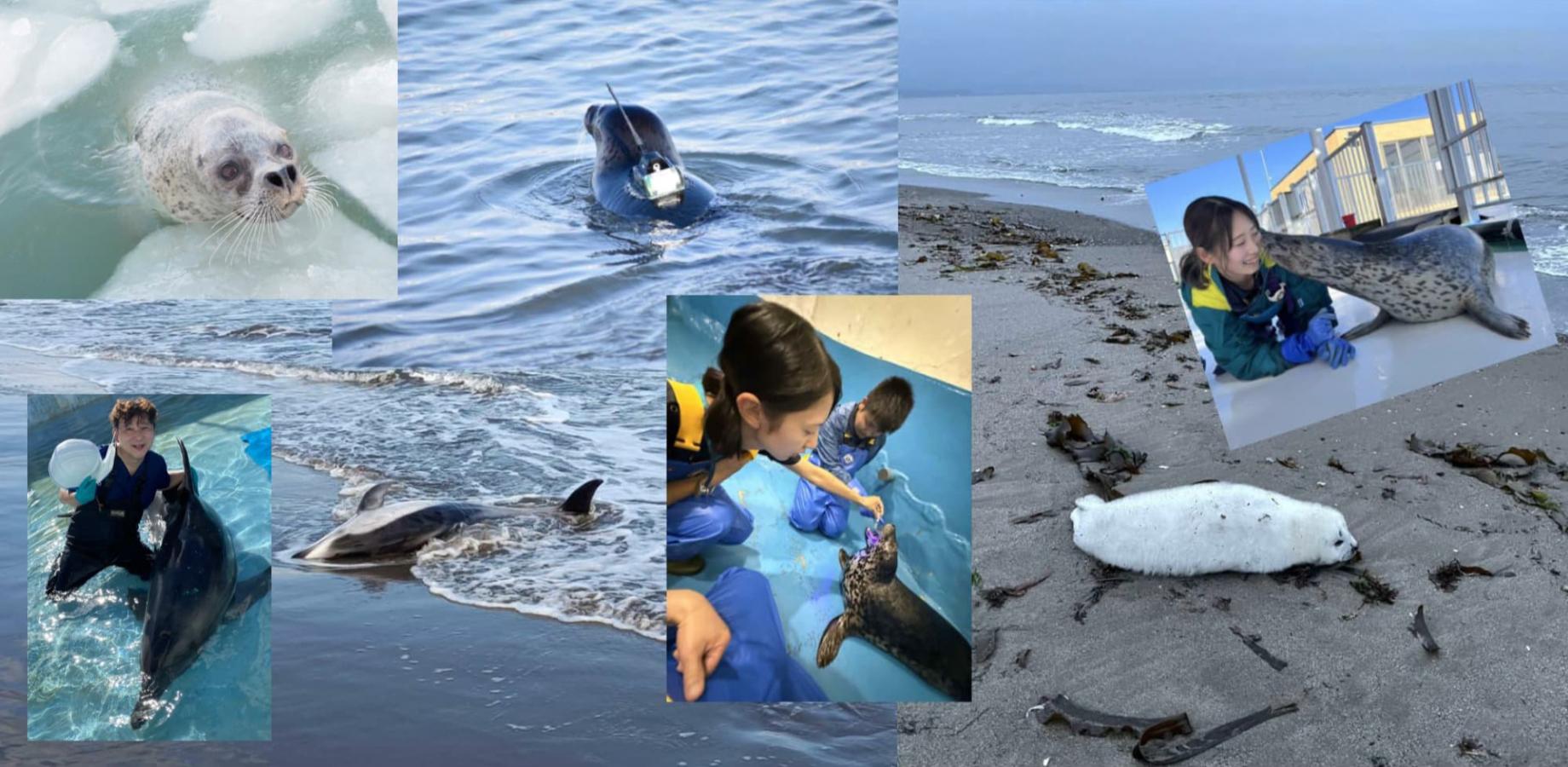 Marine Mammal Rescue and Release