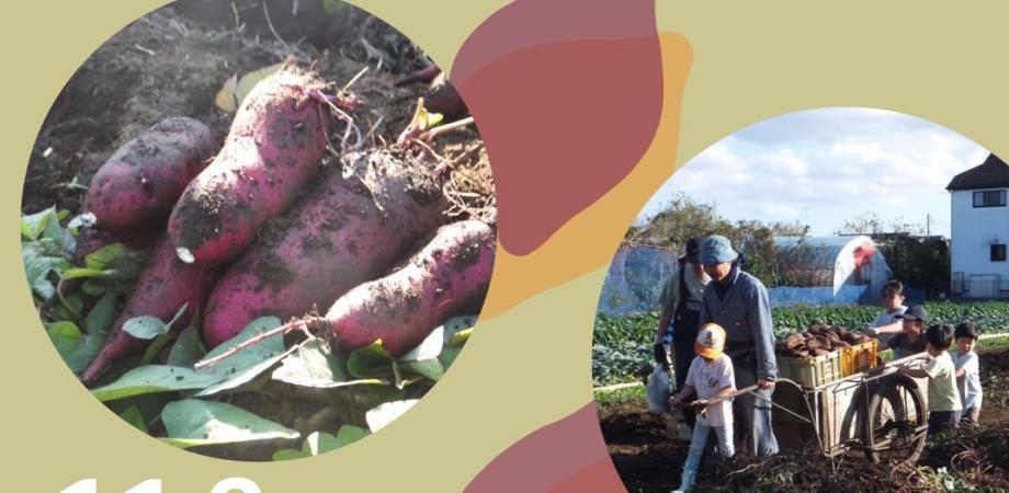 Sweet Potato Harvest at Tomizawa Farm in Mitaka, Tokyo