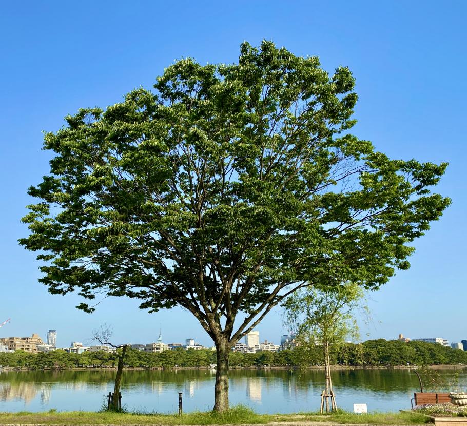 Una Foresta Co Ltd Peatix